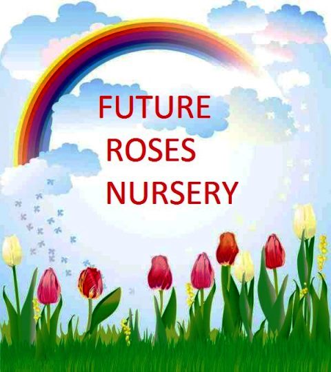 Future roses nursery